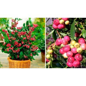 Čučoriedka kanadská (Vaccinium corymbosum) ´PINK BLUEBERRY´- stredne skorá, výška 20-30 cm; kont. P9